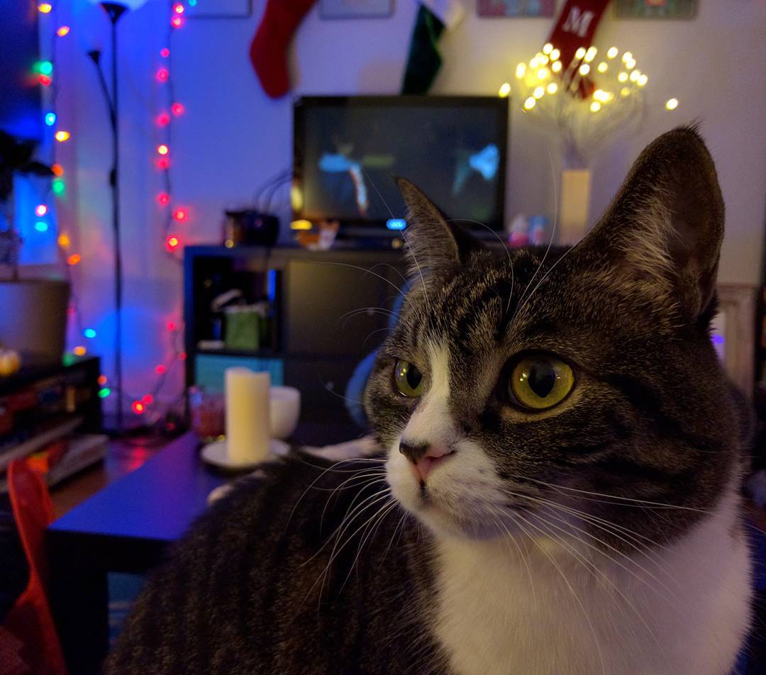 minerva the cat